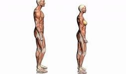 人体模型最新爆料图,未来健康生活新趋势