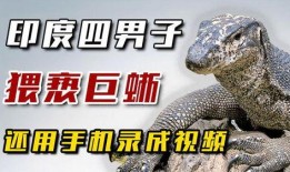 印度巨蜥爆料视频最新,惊心动魄的生存挑战与自然奇观