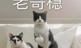 航线巴哥最新爆料图片,航线最新爆料图片大曝光！