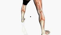 人体模型最新爆料图,未来健康生活新趋势