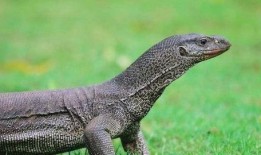 印度巨蜥爆料视频最新,惊心动魄的生存挑战与自然奇观