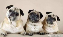 巴哥最新爆料萨博是谁,萨博身份之谜，真相即将揭晓！