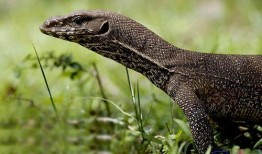 印度巨蜥爆料视频最新,惊心动魄的生存挑战与自然奇观